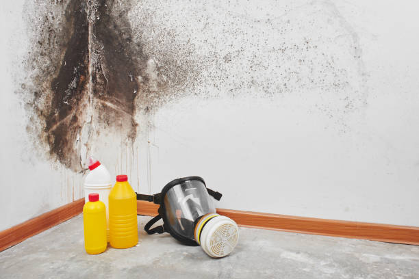 Best Water Damage Restoration  in Nice, CA