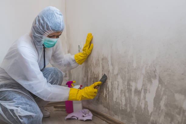 Best Black Mold Removal  in Nice, CA