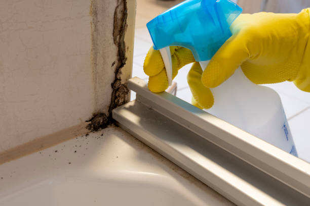 Best Certified Mold Removal  in Nice, CA