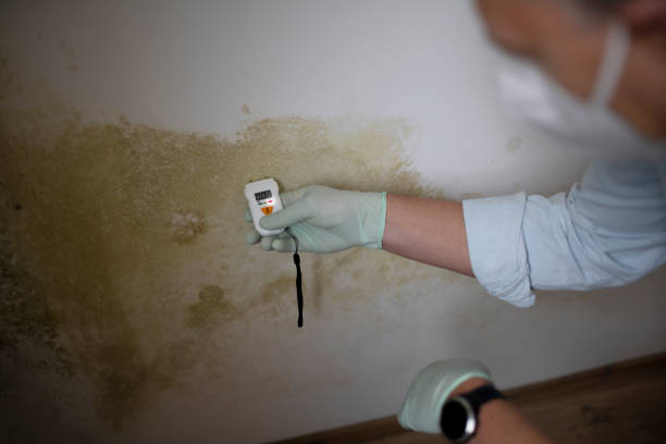 Best Toxic Mold Removal  in Nice, CA