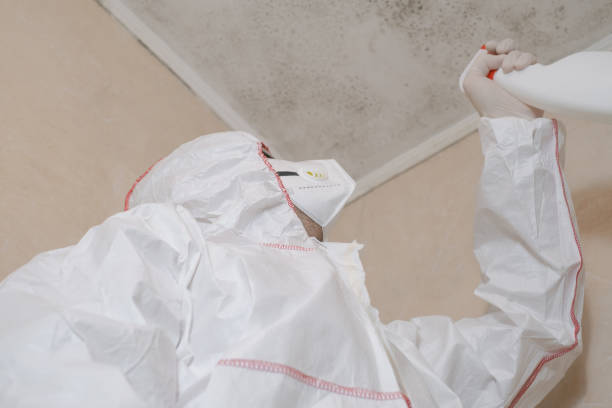 Best Local Mold Removal Service  in Nice, CA